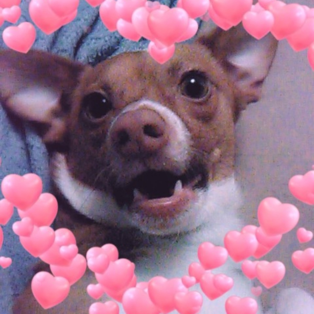 Meet your Posher, Krista